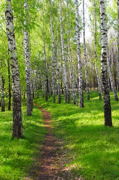 Passo a passo no bosque de bétula — Fotografia de Stock