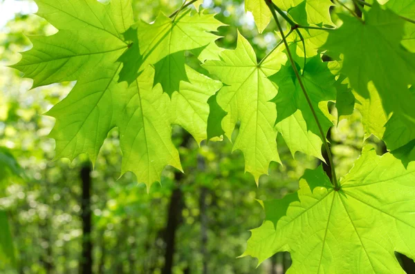 Green maple leaves on defocused background — Stock Photo, Image