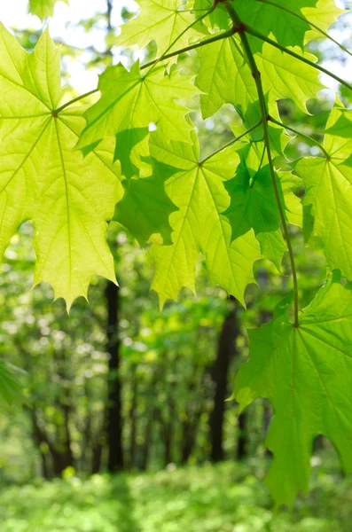 Folhas de bordo verde no fundo desfocado — Fotografia de Stock