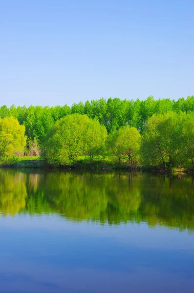 森林湖 — 图库照片