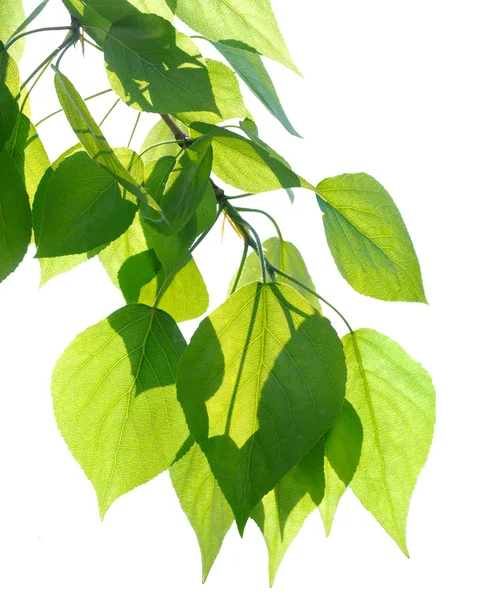 Листя зеленої тополі ізольовані — стокове фото