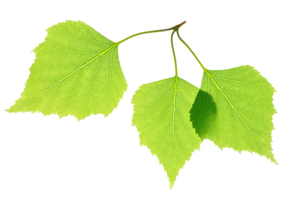 Brzoza zielony liść na białym tle — Zdjęcie stockowe