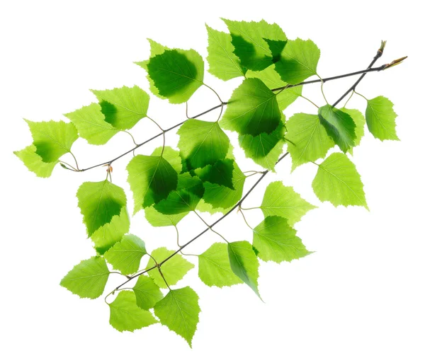 Ramoscelli di betulla con foglie verdi — Foto Stock