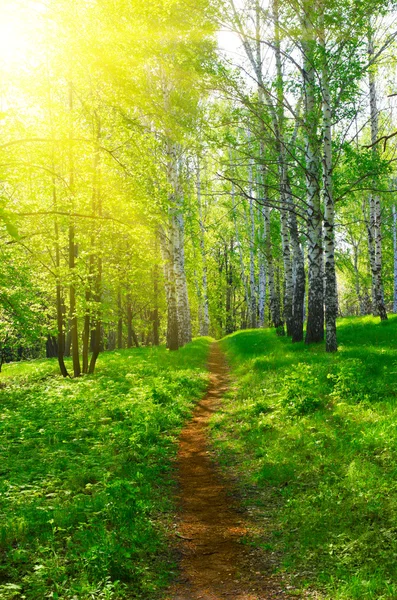 Pathway at sunny birch forest — Stock Photo, Image