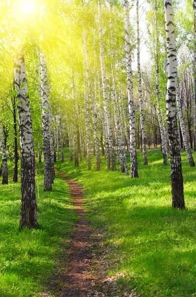 Pathway at sunny birch forest — Stock Photo, Image