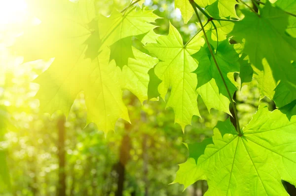 Maple leaves on floral background — Stock Photo, Image