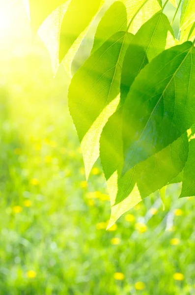 Poplar leaves on floral background — Stock Photo, Image