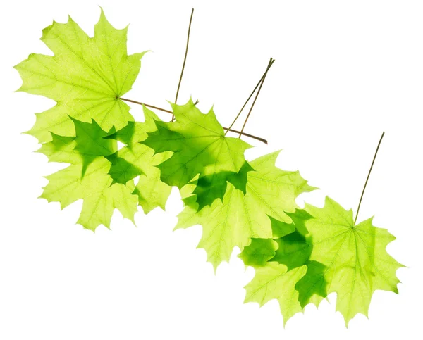 Grüne frische Ahornblätter — Stockfoto