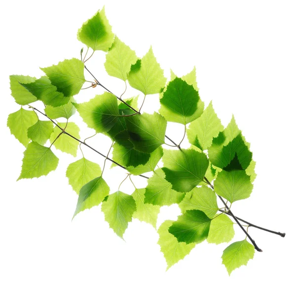 Ramoscelli di betulla con foglie verdi — Foto Stock