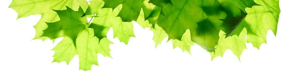 Grüne Ahornblätter isoliert — Stockfoto