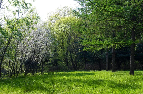 Floresta verde ensolarada — Fotografia de Stock