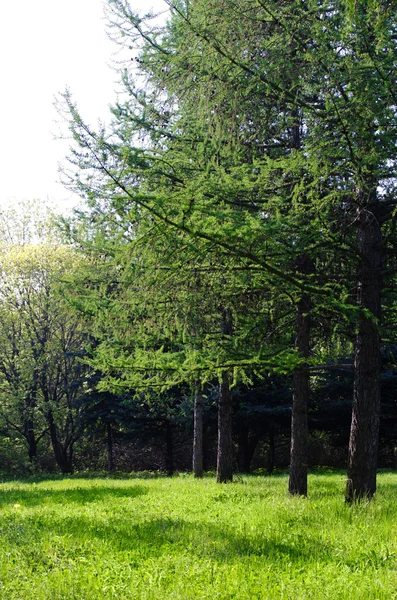 Floresta verde ensolarada — Fotografia de Stock
