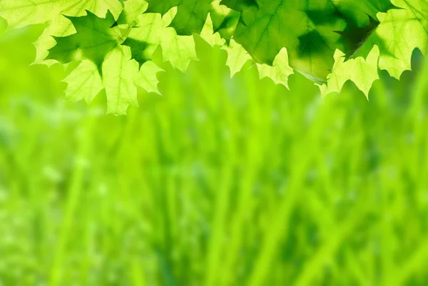 Klon zielony liści na tle kwiatów — Zdjęcie stockowe