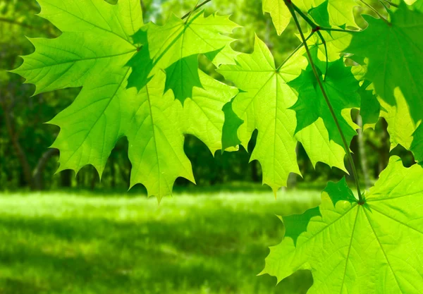 Green maple leaves on defocused background — Stock Photo, Image