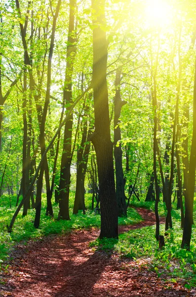 Väg på soliga forest — Stockfoto