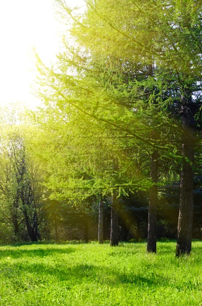 Bosque soleado de primavera —  Fotos de Stock