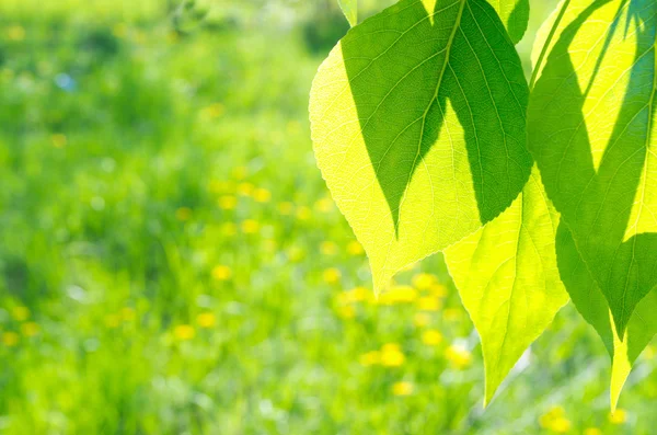 Зелене листя тополя на квітковому тлі — стокове фото