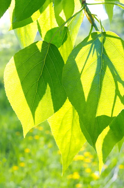 Зелене листя тополя на квітковому тлі — стокове фото