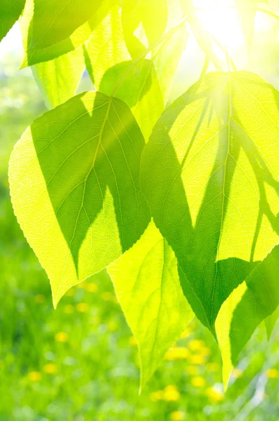 Summer background with poplar leaves — Stock Photo, Image