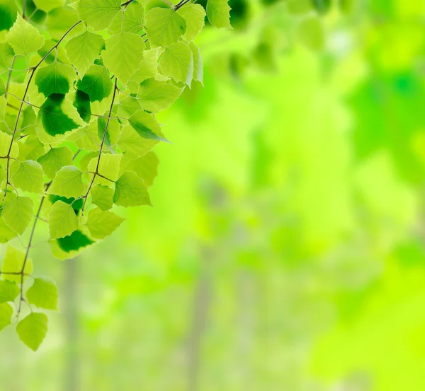 Green birch twigs on defocused background — Stock Photo, Image