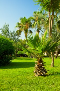 tropikal Bahçe süs