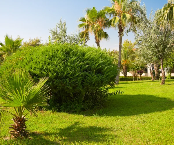 Jardín tropical verde — Foto de Stock