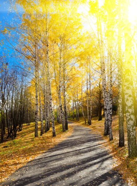 Pfad im Herbstwald — Stockfoto