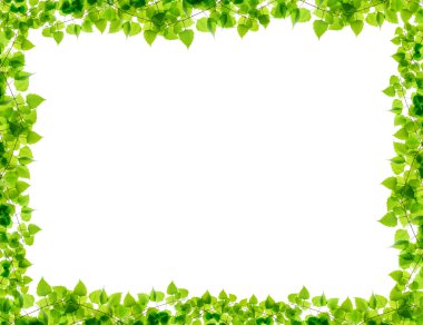 Yeşil birch twigs çerçeve