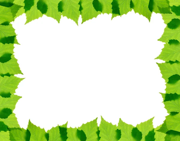 Frunzele de mesteacan verde cadru — Fotografie, imagine de stoc
