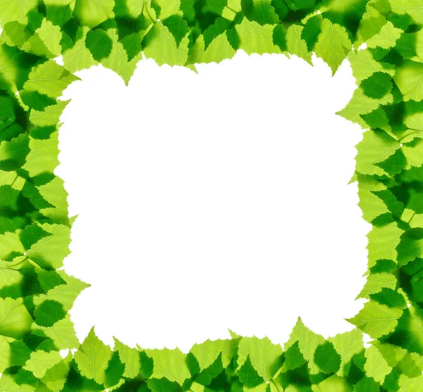 Green birch leaves frame — Stock Photo, Image