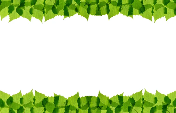 Rahmen aus grünen Birkenblättern — Stockfoto