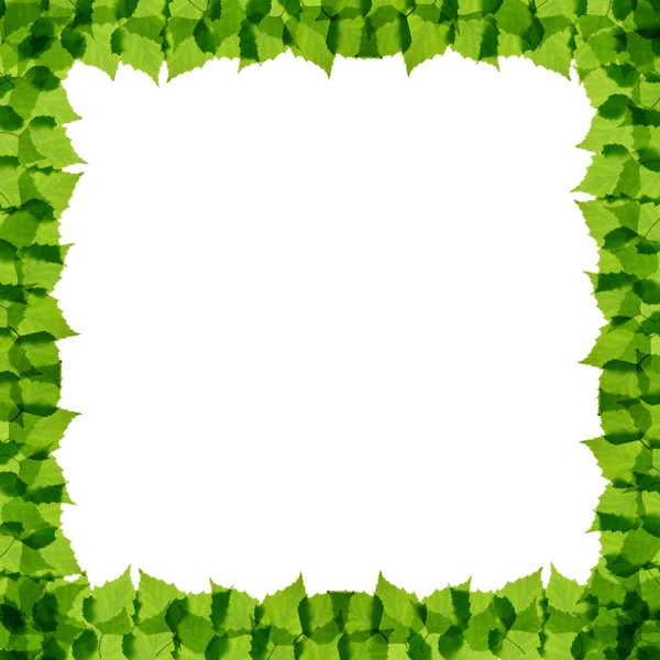 Green birch leaves frame — Stock Photo, Image