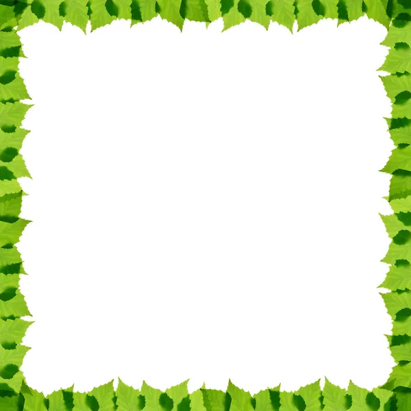 Green birch leaves frame — Stock Photo, Image