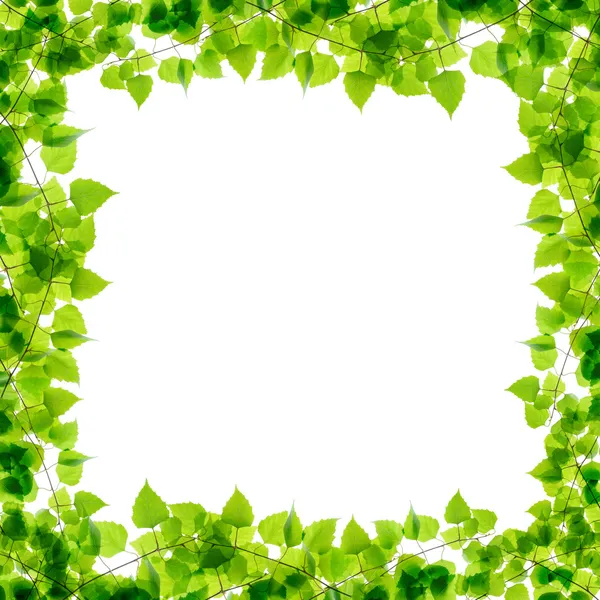 Grüne Birkenzweige rahmen — Stockfoto