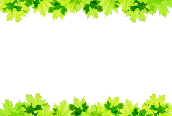 Frame of green maple leaves — Stock Photo, Image