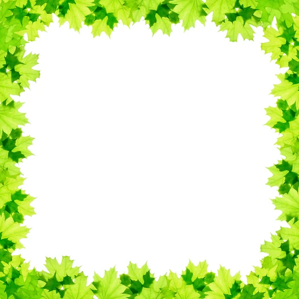 Frame of green maple leaves — Stock Photo, Image