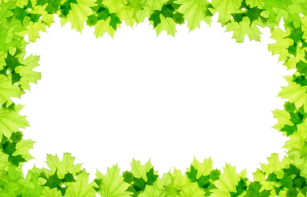 Frame of green maple leaves — Stock Photo, Image