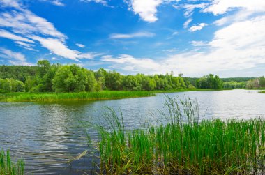 yaz günü, orman Nehri
