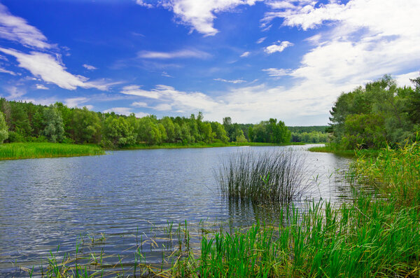 Forest river at sunny day