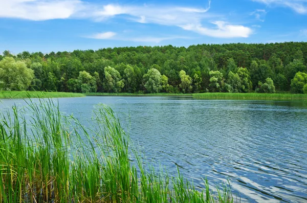 Forest river zomerdag — Stockfoto