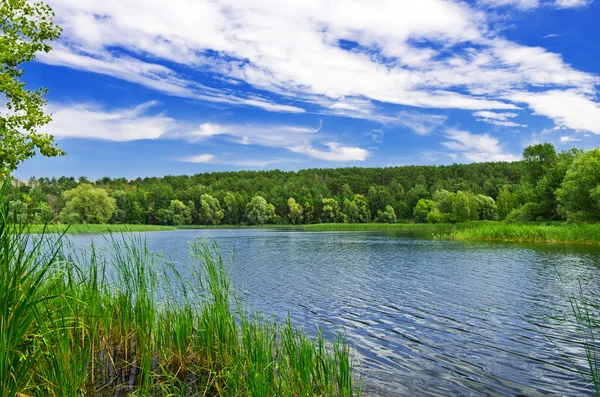 Bosque río en el día de verano —  Fotos de Stock