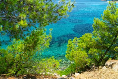 Mavi deniz ve çam ağaçları