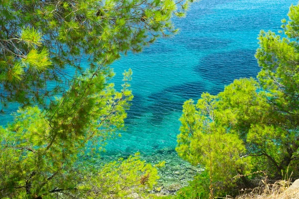 Blue Sea Pine Trees — Stock Photo, Image