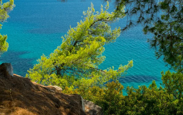 Blauwe Zee Dennen Bomen — Stockfoto