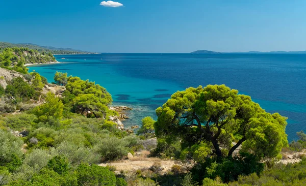 Mavi Deniz Çam Ağaçları — Stok fotoğraf