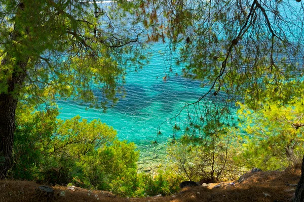 Mavi Deniz Çam Ağaçları — Stok fotoğraf