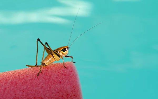 Brown Grasshopper Blue Background — Stock Photo, Image