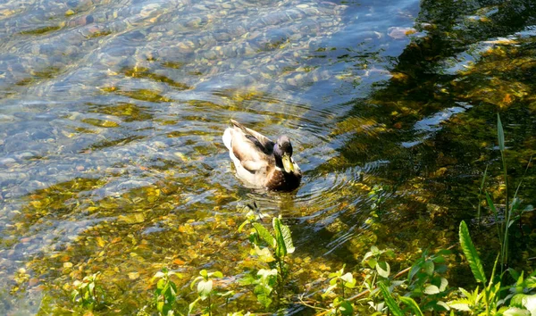 Swimming Duck Summer Lake — Stock Photo, Image