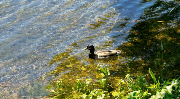 Swimming Duck Summer Lake — Stock Photo, Image