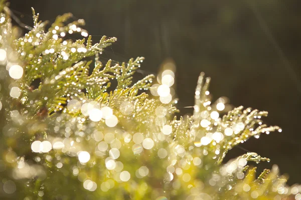 Bokeh backgorund s prvky zelených stromů — Stock fotografie